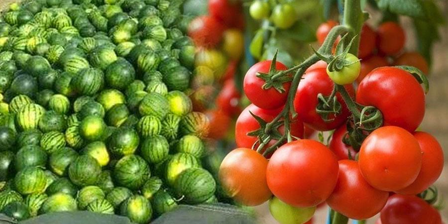Өргөст хэмх, улаан лоольны импортод цэг тавъя